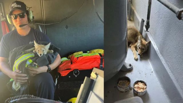 A Dehydrated Coyote Pup Dies After Being Saved by Firemen in California